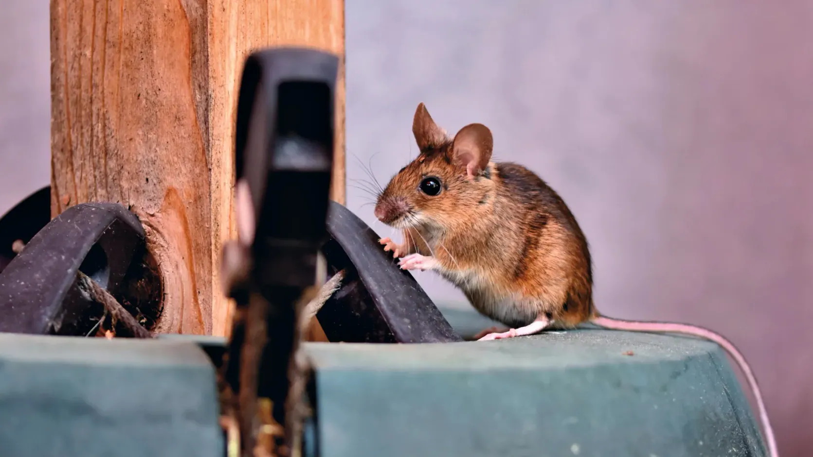 Mouse vs Rat: Understanding The Difference 3 A photo of a mouse and rat side by side, showing their size difference, with the mouse vs rat label