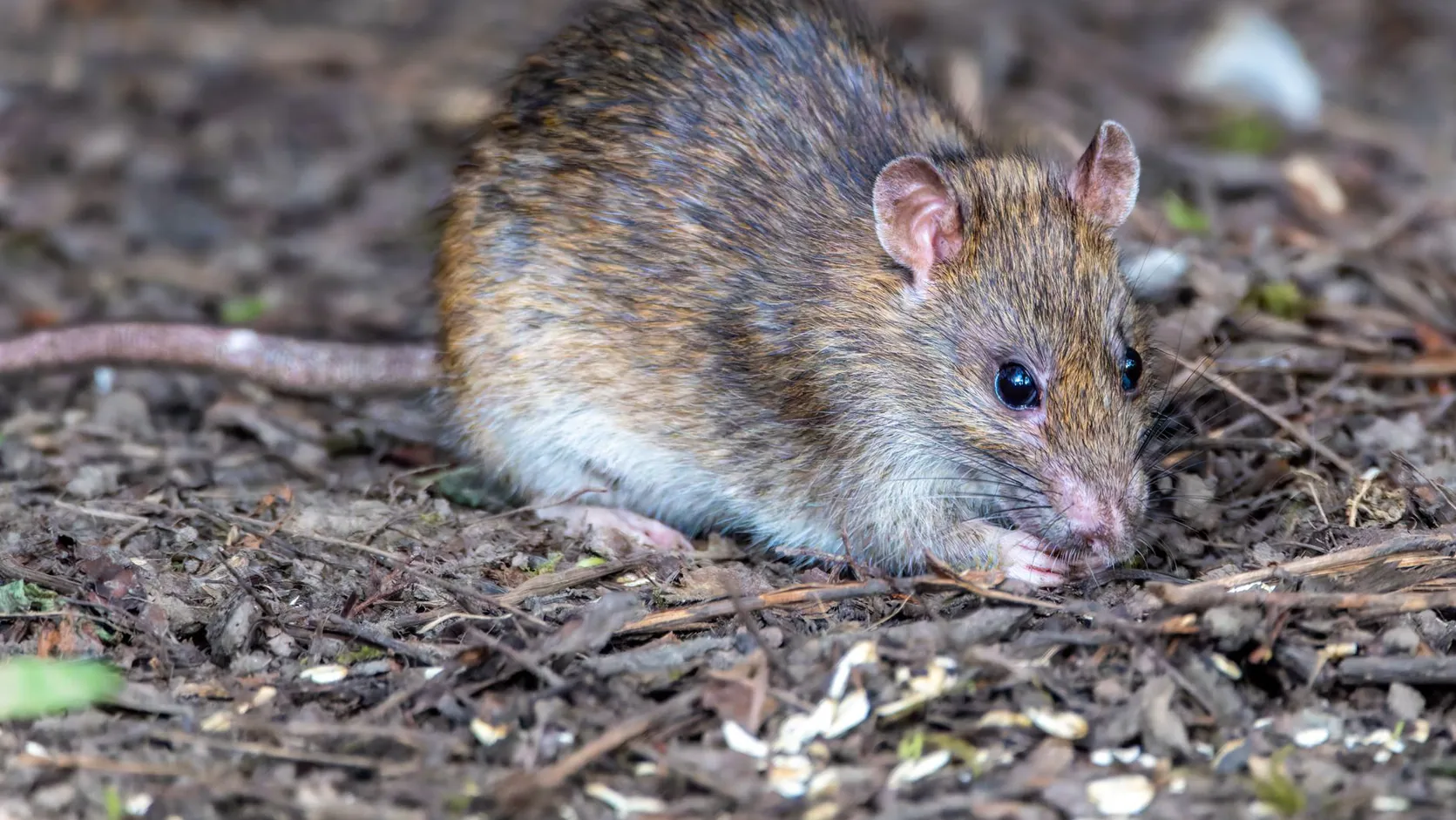 Mouse vs Rat: Understanding The Difference 4 A picture of a rat in its natural habitat, highlighting its behavior and characteristics, related to mouse vs rat