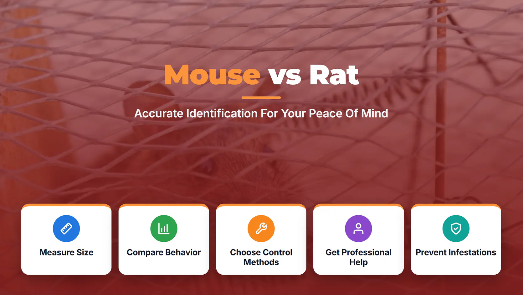 Mouse vs Rat: Understanding The Difference 2 mouse vs rat